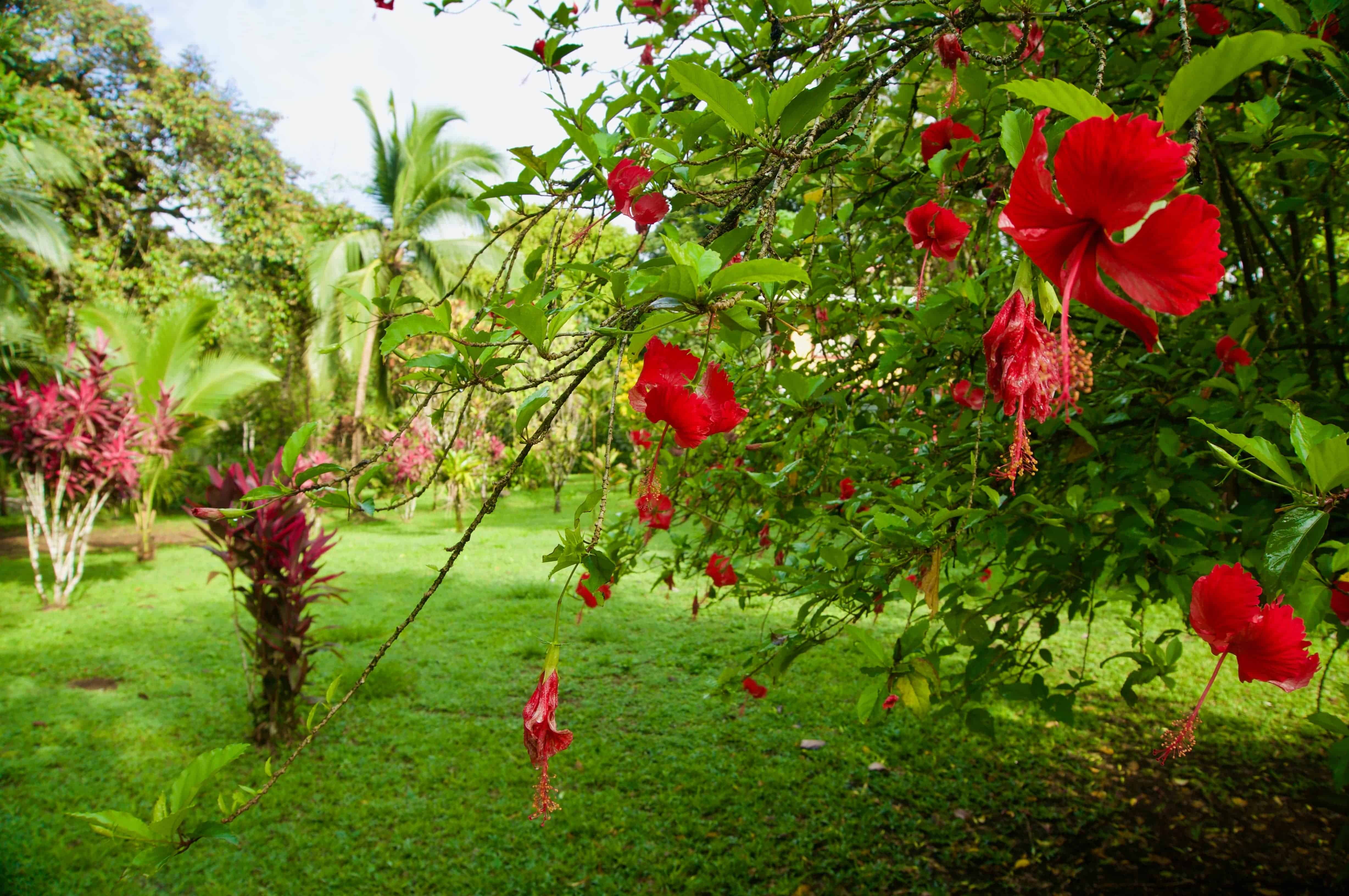 Indulge your taste buds, discover the delights of Costa Rica's South Pacific cuisine